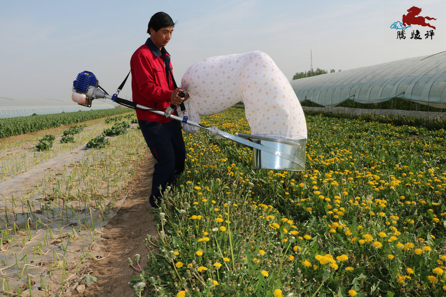 蒲公英种子采收啦